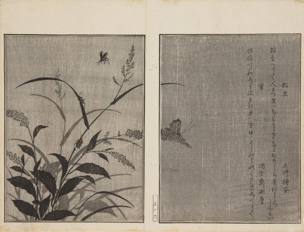 Japanese prints, pages of a book, showing a close of plants with four butterflies and insects crawling on them.