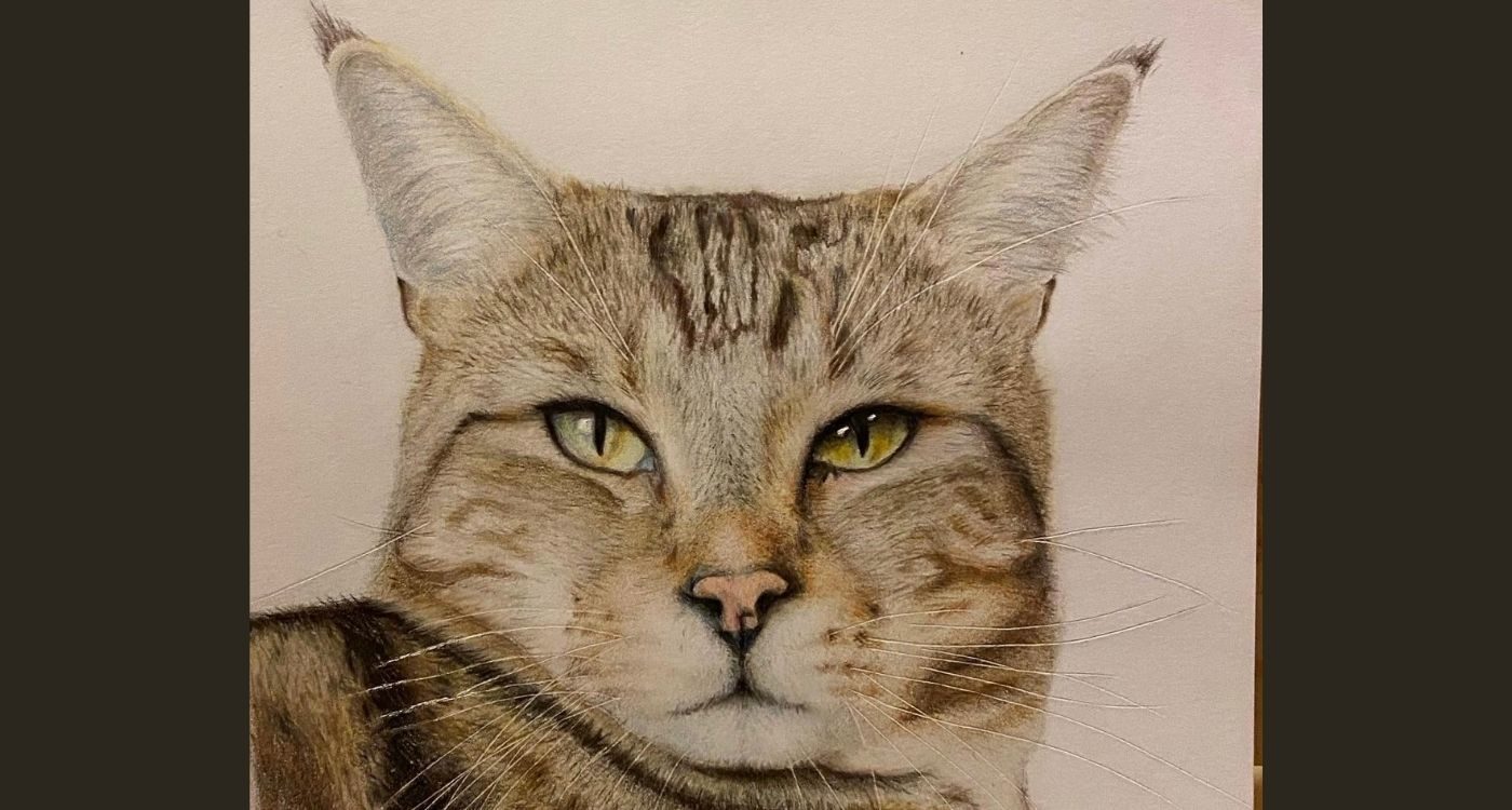 realistic hand drawn sketch of a cat's face