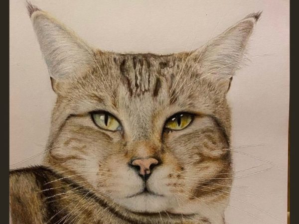 realistic hand drawn sketch of a cat's face