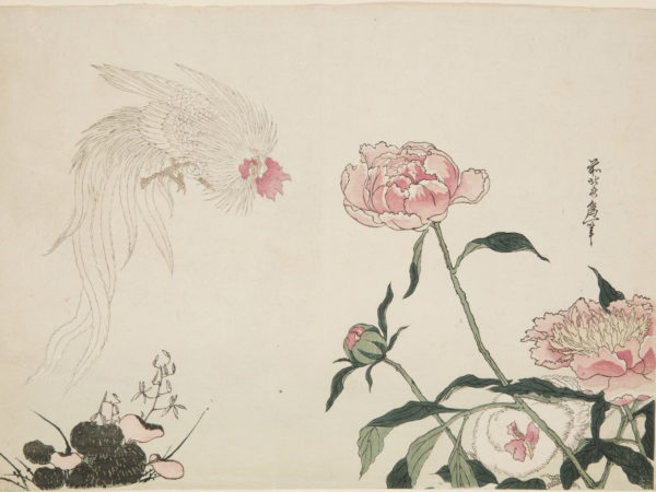 Japanese print of a flying rooster with long feathers on the left looking at a small hen crouching behind flowers on the right.