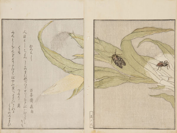 Japanese prints, pages of a book, showing detail of a plant with two bugs crawling on it.