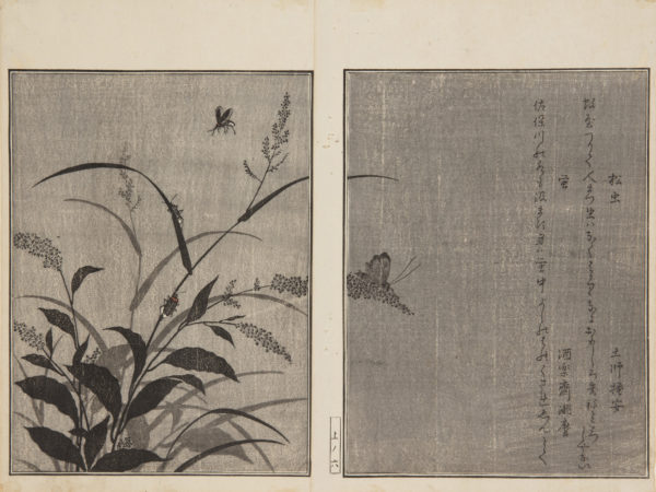 Japanese prints, pages of a book, showing a close of plants with four butterflies and insects crawling on them.