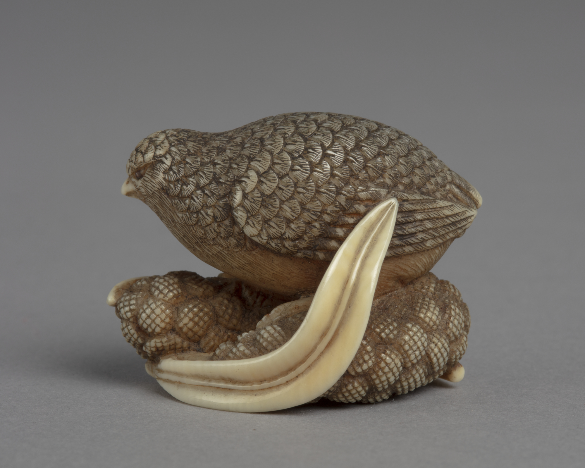A Japanese ivory netsuke of a quail perched on two ears of millet and two long leaves.