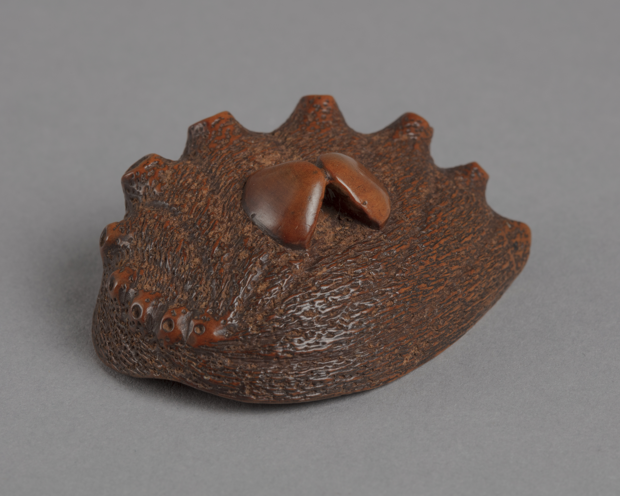A Japanese boxwood netsuke of an abalone shell with a row of protruding holes. A small open clam on the side.