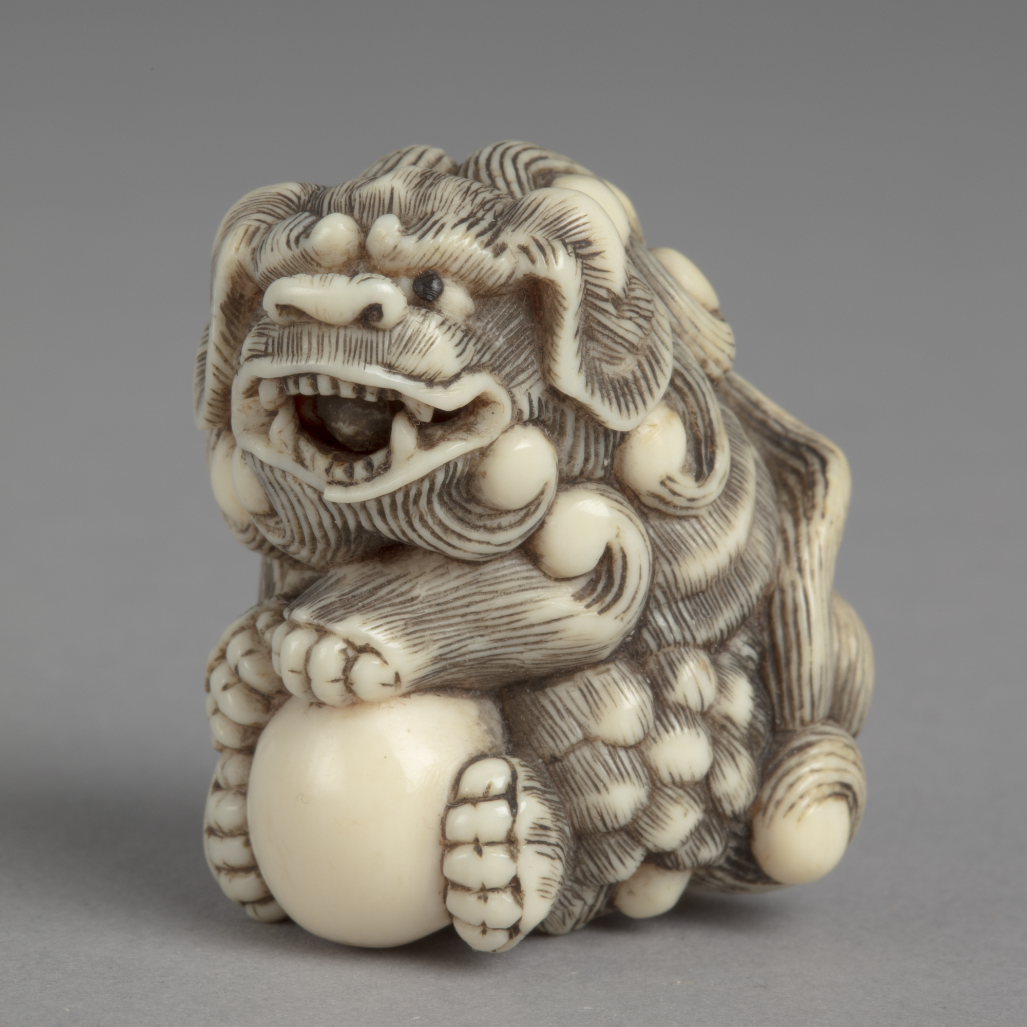 A Japanese ivory netsuke of a Buddhist lion with curly mane holding a smooth white ball in its four paws.