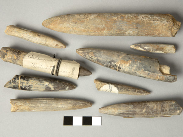 Photo of a number of belemnite fossils