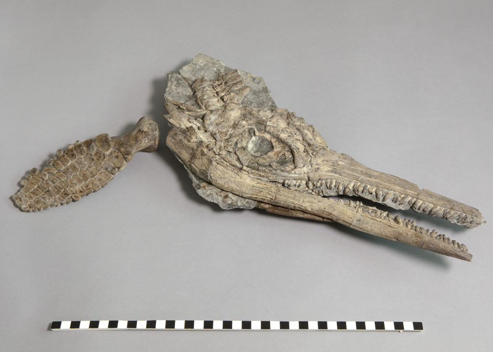Photo of a fossil skull and flipper from an Ichthyosaur