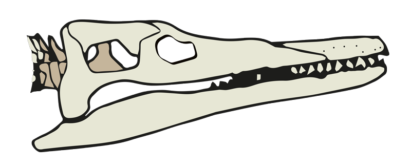 illustration of a pliosaurus skull