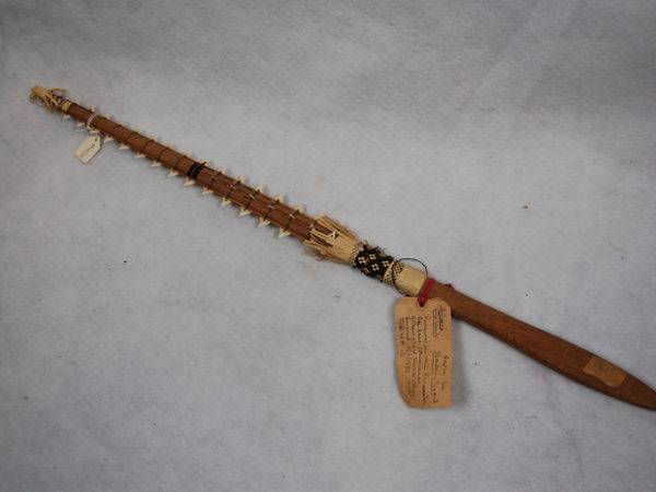 A photo of a modern replica of a traditional slashing sword.  It is made from rows of sharks' teeth mounted on coconut shafts.